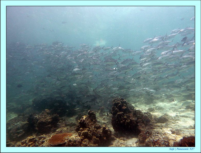 2011 - 08 - Borneo - Sipadan 031